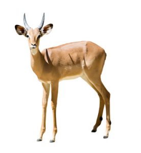 Spryker Antilope